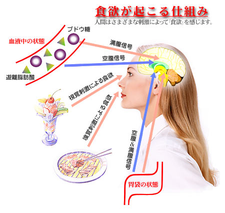 やせる 太るを科学する 食欲が起こる仕組み